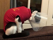 To have just bought a cat jumper. For my cat.