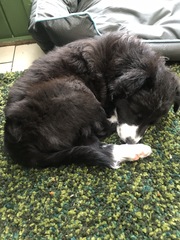 Let's see your collie puppies!