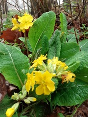 Spring is coming. Anyone else want to look at cheery photos?