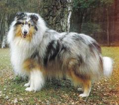Kennel Club bans Merle colour