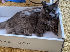 Food mithering big cat advice please