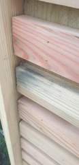 Black mold on new fence