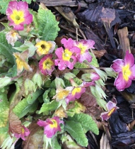 Spring is coming. Anyone else want to look at cheery photos?