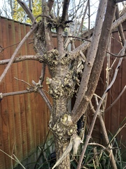 Please can you help identify this tree?