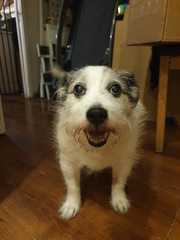 Best dog names you've ever come across