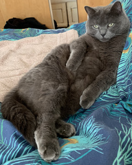 Tell me your best CF cat stories...