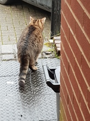 Thug cat part 3.  Unbidden guests are often welcomest when they are gone.