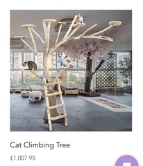 Cat chat thread we've lost count