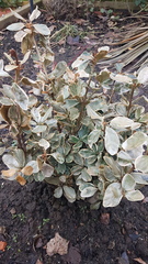 Help what's happened to my Euonymus