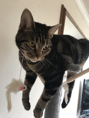 Cat chat thread we've lost count