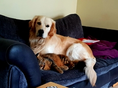 Golden retriever for next year? Where to start