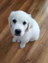 Year 1 of owning a dog