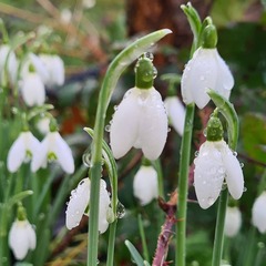 Spring is coming. Anyone else want to look at cheery photos?