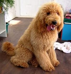 Advice about buying a puppy