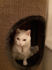 Show me your rescue cat, pleeease!