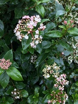 Spring is coming. Anyone else want to look at cheery photos?