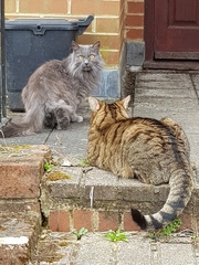 Thug cat part 3.  Unbidden guests are often welcomest when they are gone.