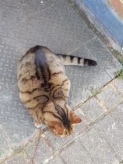 Thug cat part 3.  Unbidden guests are often welcomest when they are gone.
