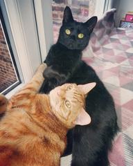 I’m finally going to get a cat!