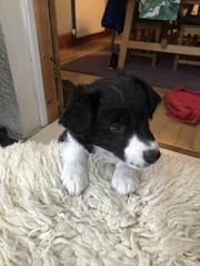 Let's see your collie puppies!