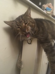 Cat chat thread we've lost count