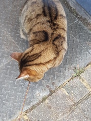 Thug cat part 3.  Unbidden guests are often welcomest when they are gone.