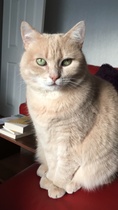 Show me your rescue cat, pleeease!