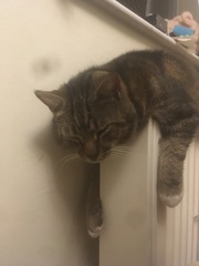 Cat chat thread we've lost count