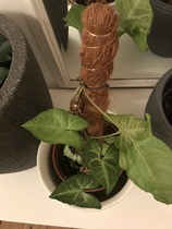 Houseplant ID please