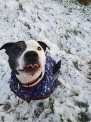 Your dogs in the snow
