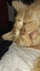Cat chat thread we've lost count