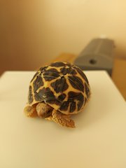 ADs picnic in the park with Twinkle the Tortoise