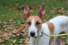 Any greyhound owners here?