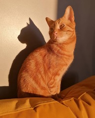 Bump on cats nose