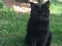 Show me your rescue cat, pleeease!