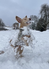 Your dogs in the snow