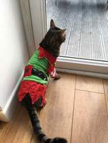 To have just bought a cat jumper. For my cat.