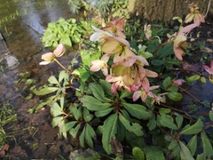 Spring is coming. Anyone else want to look at cheery photos?