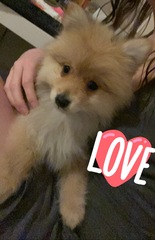 New puppy, 2 names, help us pick pleaser!