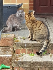 Thug cat part 3.  Unbidden guests are often welcomest when they are gone.