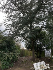 What to plant in my Woody garden
