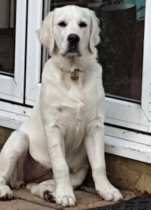 Year 1 of owning a dog