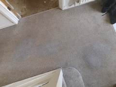 Stain Remover Stained My Carpet