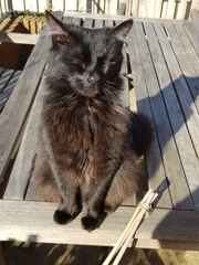 What's your DCat up to today? (Thread 8)