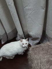Anxiety relieving pet bed