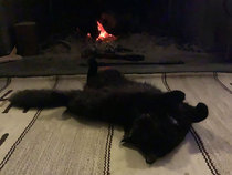 I’m finally going to get a cat!