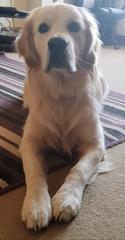 Golden retriever for next year? Where to start