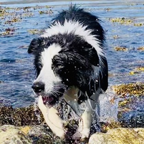 Atypical collie