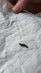 Larvae?