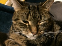 Cat Squinting in one eye